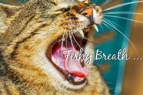 cat smells like fish|cat with fish in mouth.